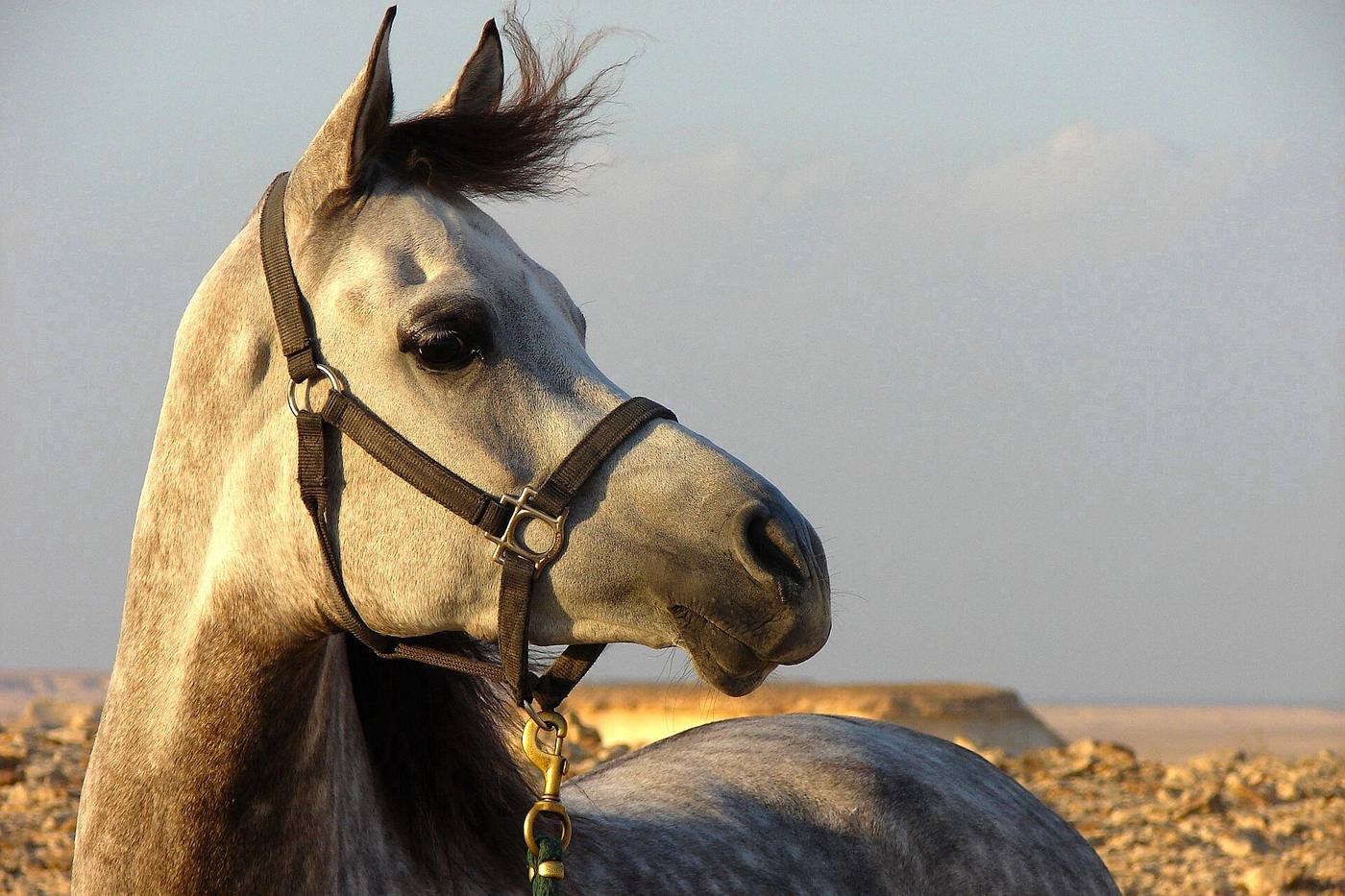 الخيول