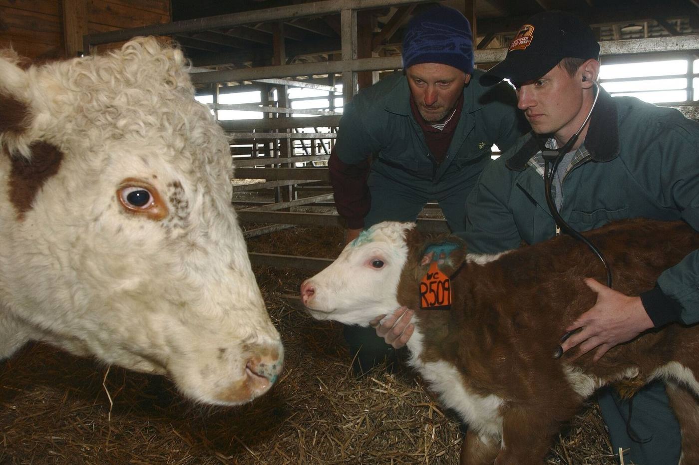 Veterinarians examining a calf on the farm