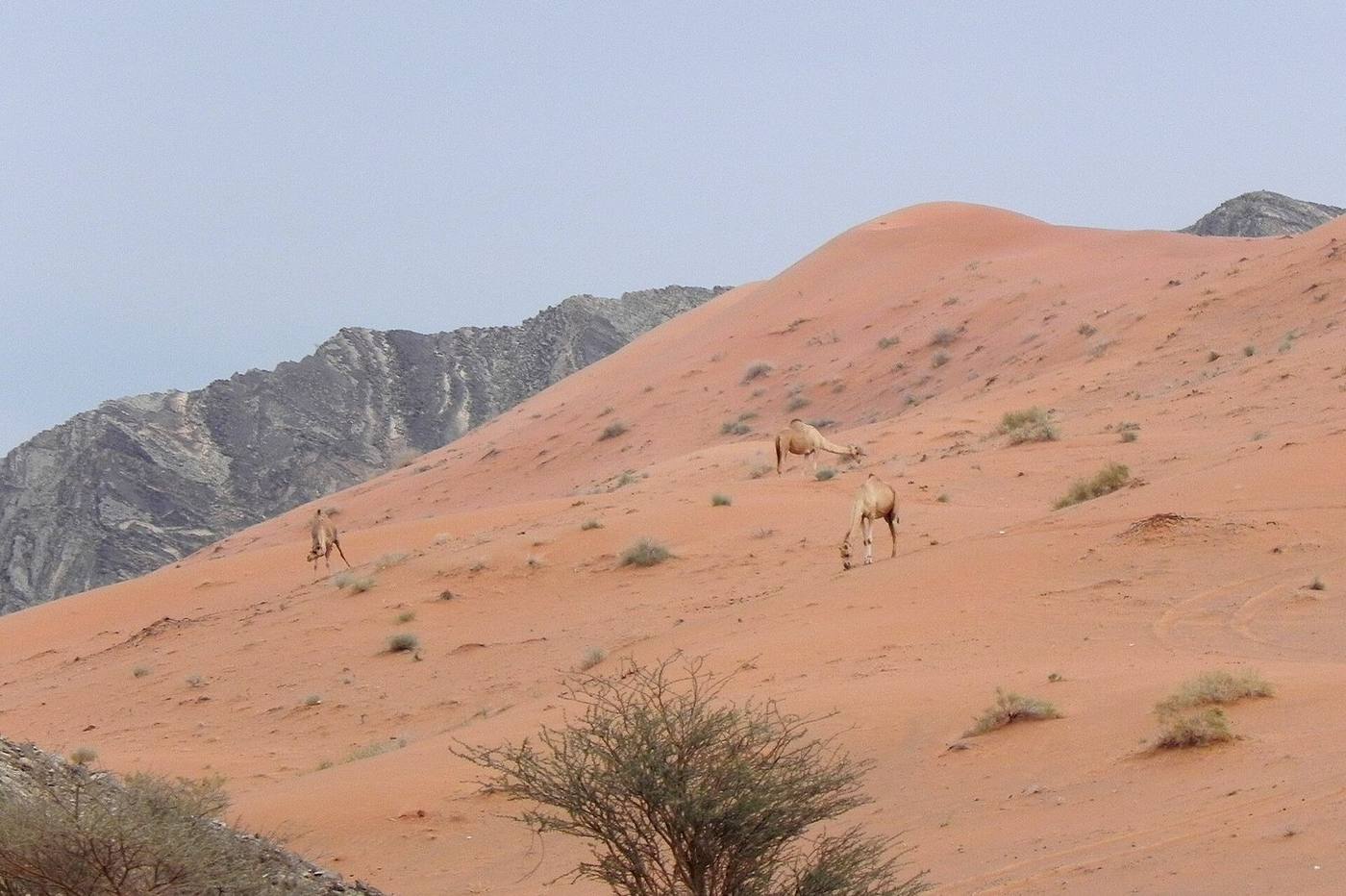 إبل في الصحراء